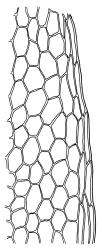 Cyclodictyon blumeanum, upper laminal cells at shoulder margin. Drawn from C.J. West 2/4, CHR 548139.
 Image: R.C. Wagstaff © Landcare Research 2016 